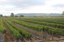 Quelques vignes de Molsheim